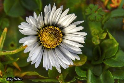 Close-up of white flower blooming outdoors