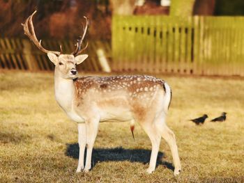 Deer on field