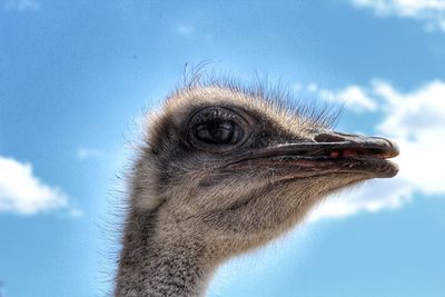 Close-up of ostrich