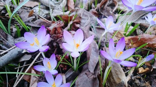 Close-up of purple crocus blooming outdoors