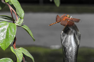 Close-up of butterfly on leaf