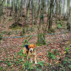 Portrait of a cat in forest