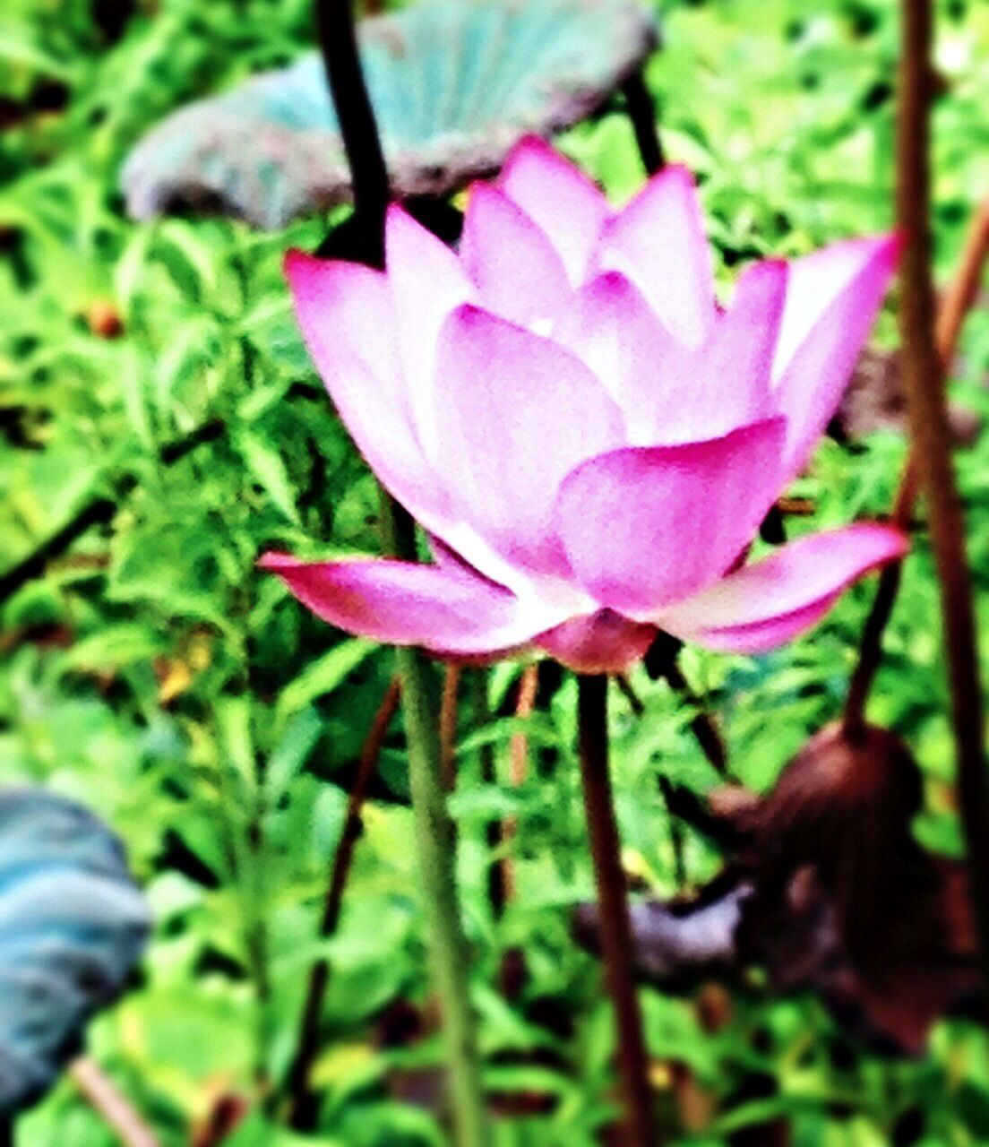 flower, petal, fragility, pink color, freshness, flower head, growth, beauty in nature, close-up, focus on foreground, plant, nature, blooming, leaf, single flower, park - man made space, stem, in bloom, outdoors, day