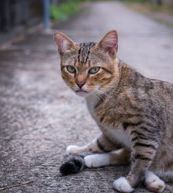 Portrait of tabby cat on street