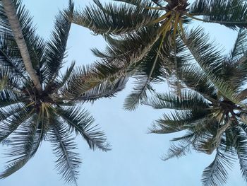 Low angle view of palm tree against clear sky