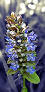 Close-up of purple flowering plant