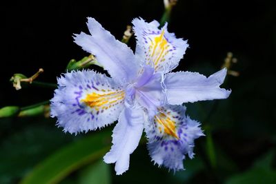 Close-up of white flowers blooming outdoors