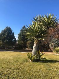 Palm trees on field against clear sky