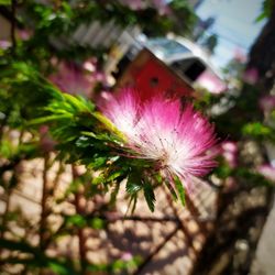 Close-up of pink flowering plant