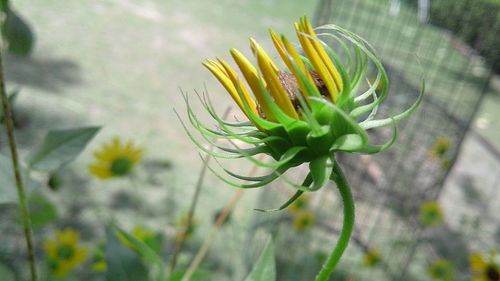 Close-up of yellow flowers