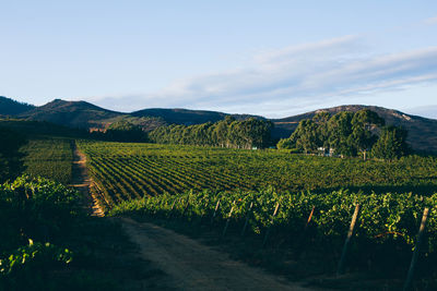 Vineyard by mountains against sky