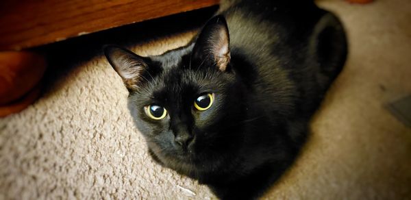 High angle portrait of black cat