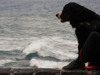 Side view of dog on beach