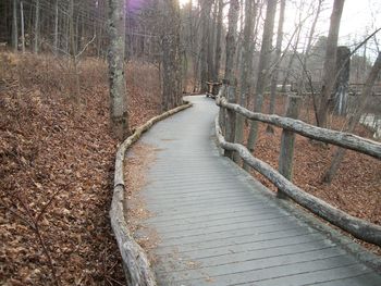 Boardwalk amidst trees