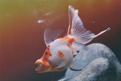 Close-up of goldfish swimming in pond