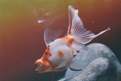 Close-up of fish swimming in sea