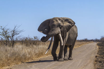 Elephant in a field