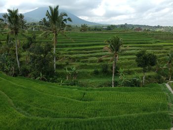 Scenic view of agricultural field against sky