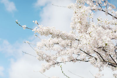 Low angle view of cherry blossoms against sky