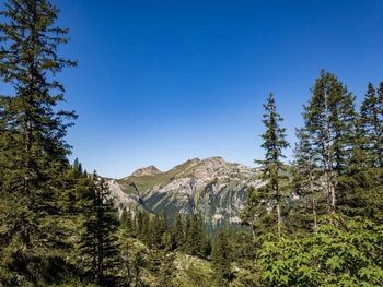 Pine trees in forest against clear blue sky