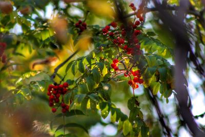 Low angle view of berries on tree