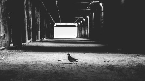 bird
