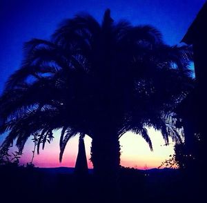 Low angle view of palm trees against sky