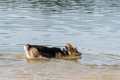 Welsh corgi pembroke dog swims in the lake and enjoys a sunny day