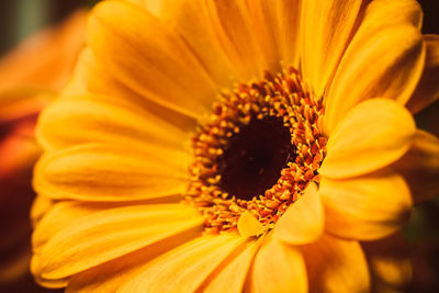 Close-up of yellow flower