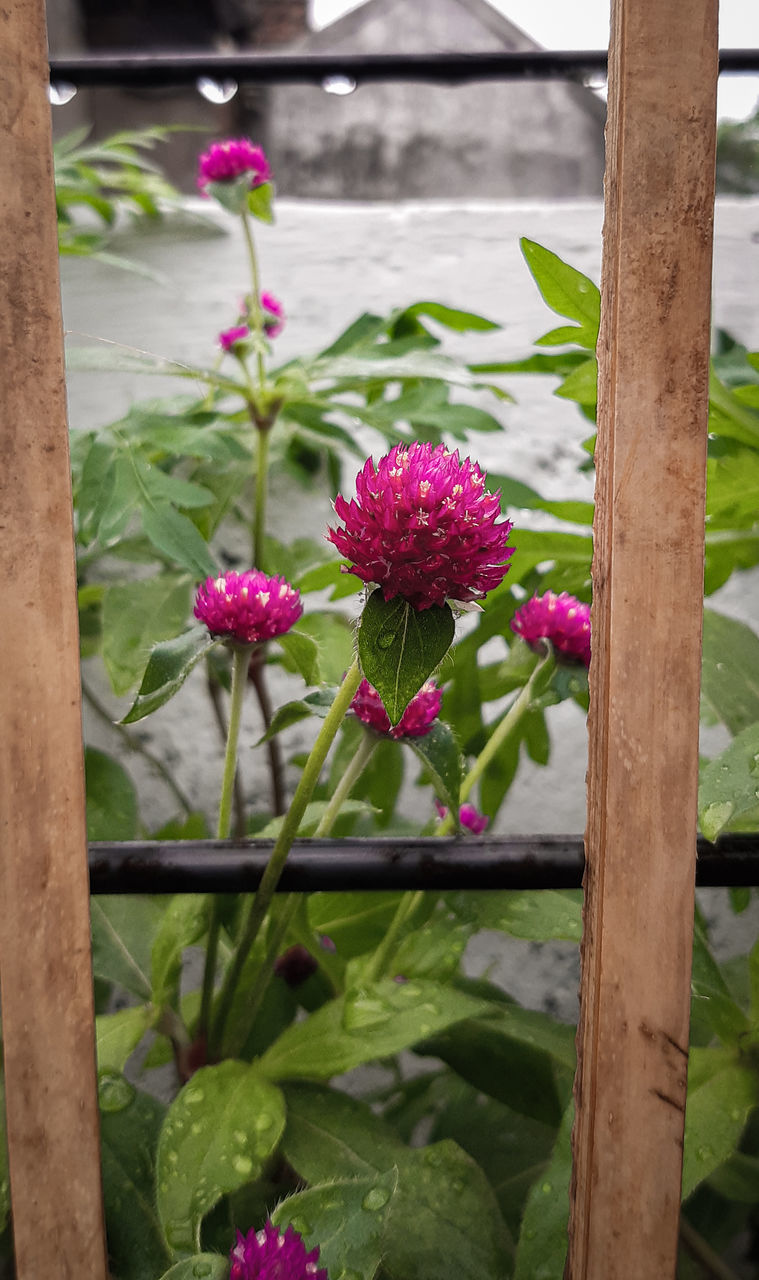 CLOSE-UP OF PINK FLOWER POT