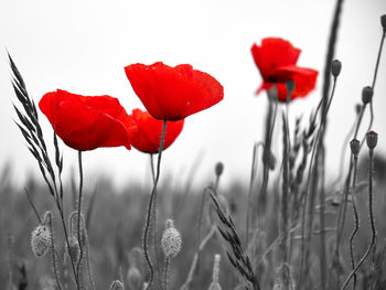 Close-up of red poppy flowers on field