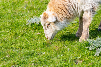 Sheep in a field