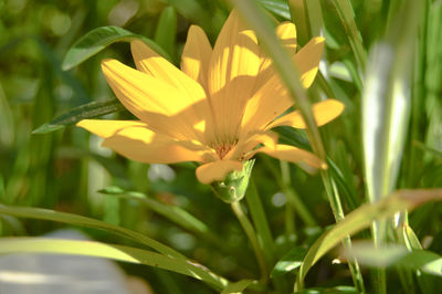 Close-up of yellow flowering plant