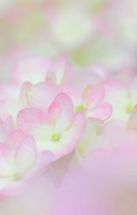 Full frame shot of pink flower