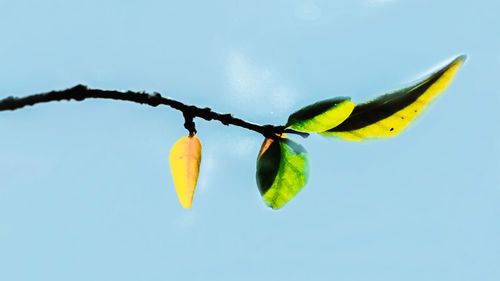 Low angle view of flowering plant against blue sky