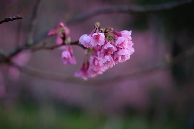 Close-up of pink flowers blooming on tree