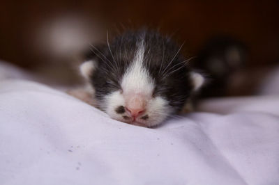 Close-up of cat sleeping on bed