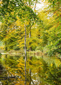 Close-up of trees in water