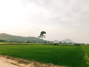 Scenic view of field against sky