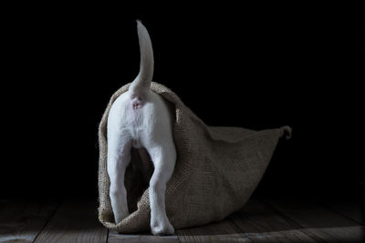 Close-up of a dog over black background