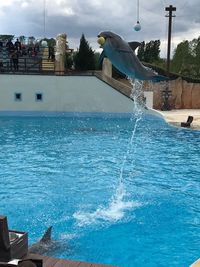 View of seagulls by swimming pool