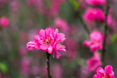 Close-up of pink flowers
