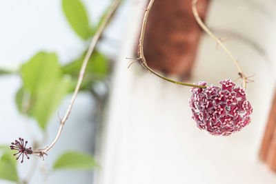 Close-up of pink flowering plant