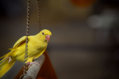 Close-up of a bird perching