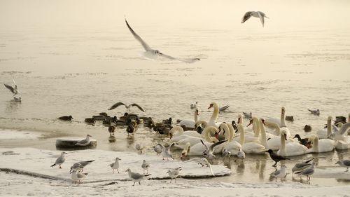 Seagulls flying over lake against sky