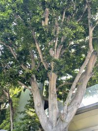 Low angle view of trees against sky