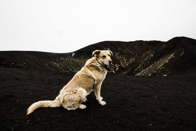 Dog on sand against clear sky