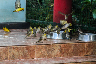 View of birds on floor