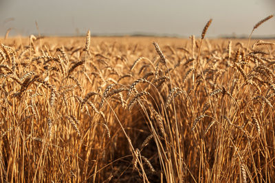 Close up of ripe wheat ears. beautiful backdrop of ripening ears of golden field.