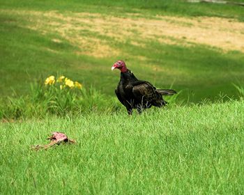 Buzzard scavenger bird eating dead animal 